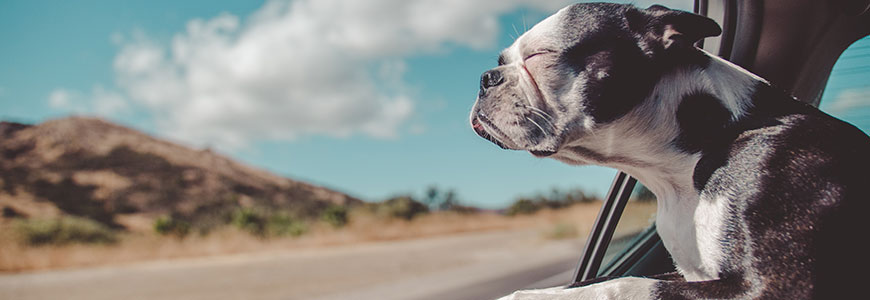 Chien devant la fenêtre